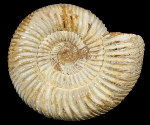 Perisphinctes Ammonite - Jurassic #46886